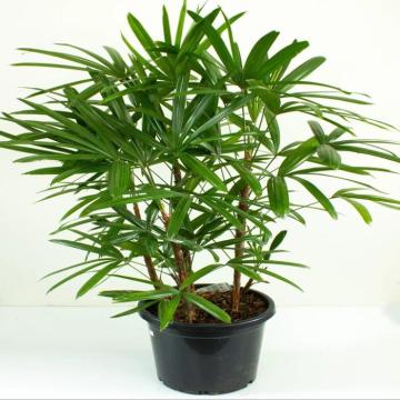 Buy Rhapis Excelsa Plant, Broadleaf Lady Palm Plant 