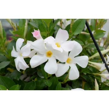 Buy Mandevilla Plant  (Any Color) 