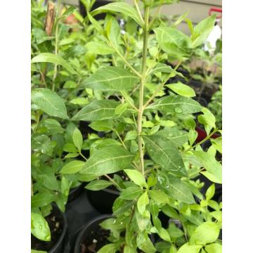 Buy Lawsonia Inermis ( Mehendi Plant )
