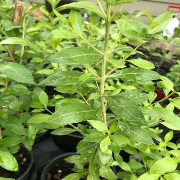 Buy Lawsonia Inermis ( Mehendi Plant )