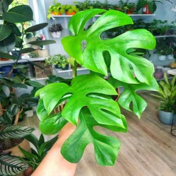 Monstera Minima ( Rhaphidophora Tetrasperma ) Plant