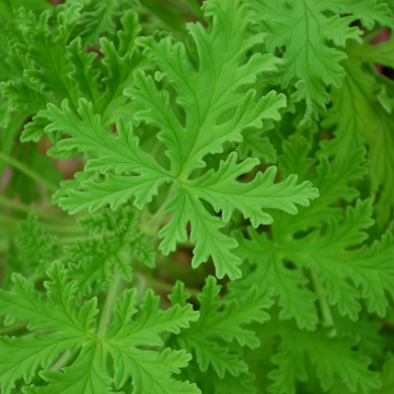 Buy Citronella ( Cymbopogon) Plant