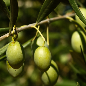 Buy Olive Plant ( Jaitun ) Online