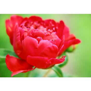 Buy Peonies - Red Colored Peonies For Sale In India 