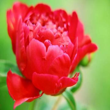 Buy Peonies - Red Colored Peonies For Sale In India 