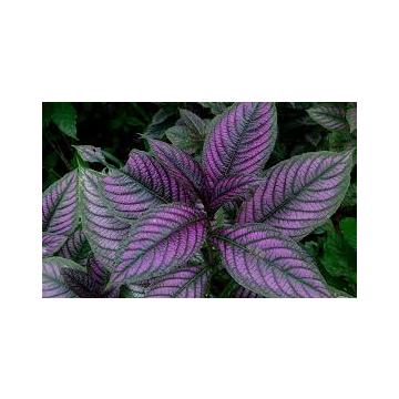 Buy Strobilanthes Dyeranus Plant ,Persian Shield Plant  ( Jalpari)
