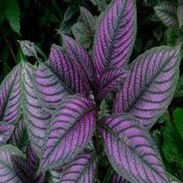 Buy Strobilanthes Dyeranus Plant ,Persian Shield Plant  ( Jalpari)