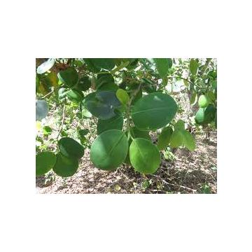 Buy Red Sandalwood Seeds  , Pterocarpus Santalinus - 50 Seeds