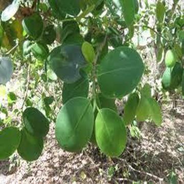 Buy Red Sandalwood Seeds  , Pterocarpus Santalinus - 50 Seeds