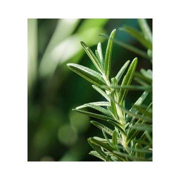 Buy Rosemary ( Salvia Rosmarinus ) Plant