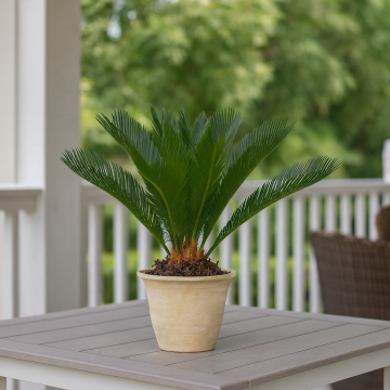 Buy Cycas Revoluta Plant, Sago Palm Plant 