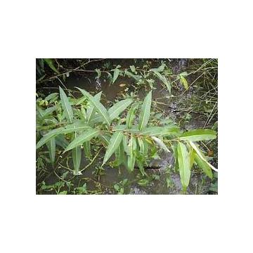 Buy Salix Tetrasperma Plant , Walunj Plant 