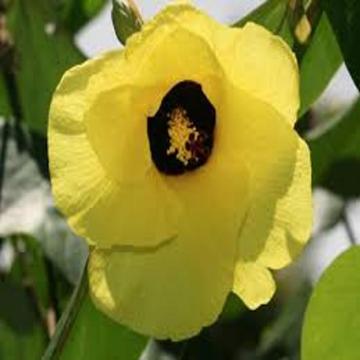 Sea Hibiscus (Hibiscus tiliaceus) Plant