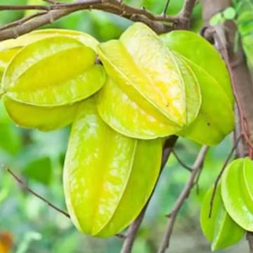 Averrhoa carambola ( Star Fruit ) Plant