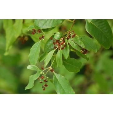 Santalum Album , White Sandalwood Plant