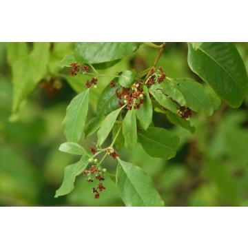 Buy Santalum Album Seeds , White Sandalwood - 50 Seeds Pack