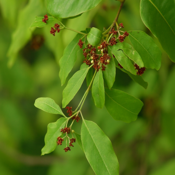 Buy Santalum Album Seeds , White Sandalwood - 50 Seeds Pack