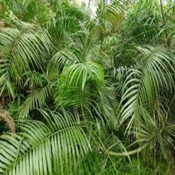Calamus Tenuis Plant , Cane Palm Plant For Sale In India