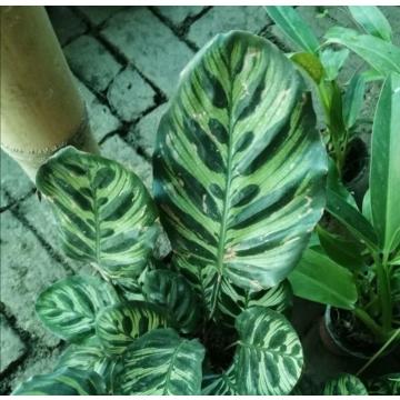 PEACOCK PLANT