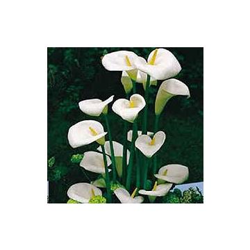Buy Zantedeschia Aethiopica Bulbs, Calla Lily White - 5 Bulbs Pack  - Delivery All Over India