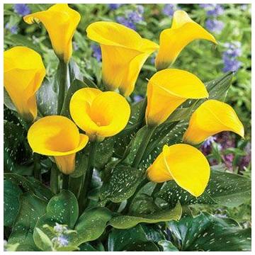 Buy Zantedeschia Calla Lily Yellow Bulbs - Pack Of 3 Bulbs - Delivery All Over India