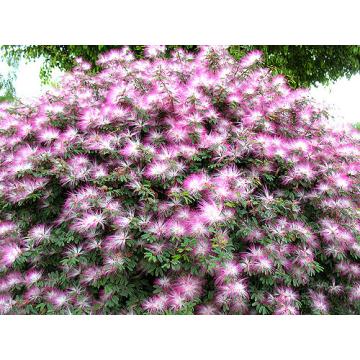 Buy Calliandra Brevipes, Pink Powder Puff Plant 