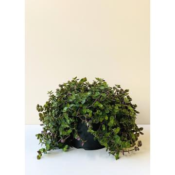 Callisia Repens, Turtle Vine Plant