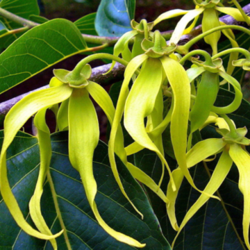 Cananga Odorata ,Ylang Ylang -  Pack Of 30 Seeds