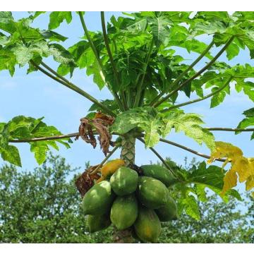 Carica Papaya Seeds For Sale , 100 Papaya Seeds Pack