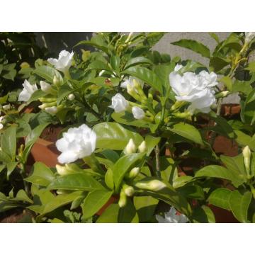 Tabernaemontana Divaricata  , Carnation Of India ( Chandni ) Plant 