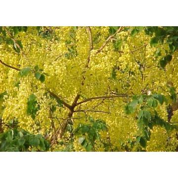  Cassia Fistula Indian Laburnum 100 Seeds Pack