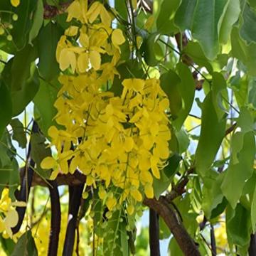 Cassia Fistula Plant , Golden Shower Tree , Amaltas Plant In India