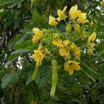 Cassia Glauca, Sulphur Cassia Plant 