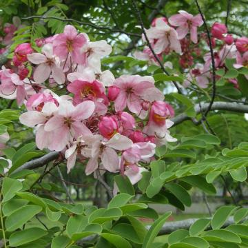 Cassia Javanica Rainbow Shower Tree 50 Seeds 