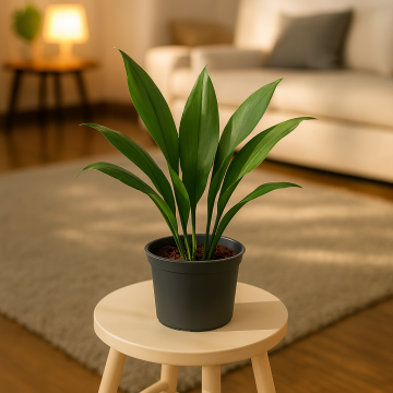 Buy Aspidistra Elatior ,  Cast Iron Plant 