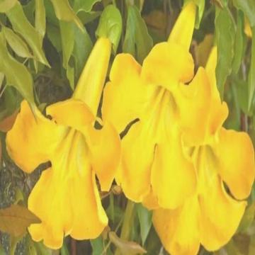 Dolichandra Unguis Cati ( Cats Claw Plant )