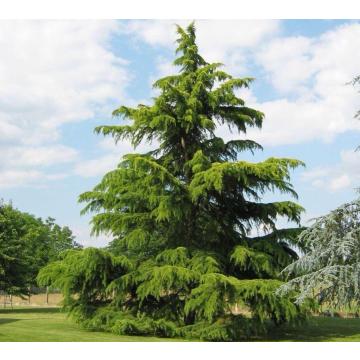 Cedrus Deodara Plant , Himalayan Cedar Plant ,