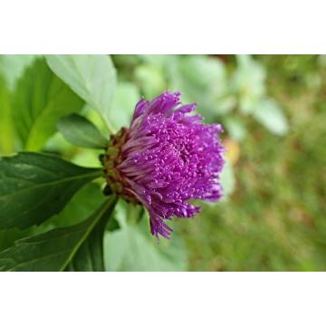 Buy Centraherum Punctatum ( Kesarvardhini ),  Larkdaisy Flower Plant