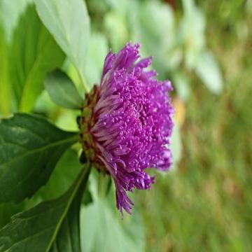 Buy Centraherum Punctatum ( Kesarvardhini ),  Larkdaisy Flower Plant