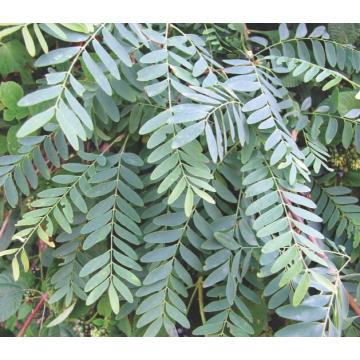 Chloroxylon Swietenia, Ceylon Satinwood  - 50 Seeds Pack