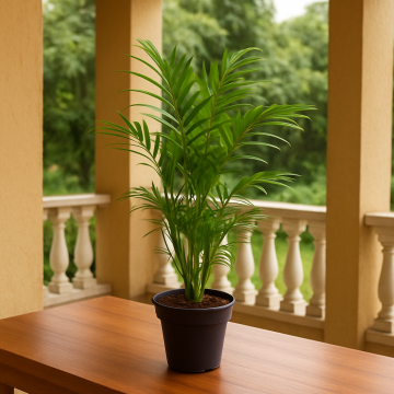  Buy Chamaedorea Elegans Plant , Parlour Palm Plant 