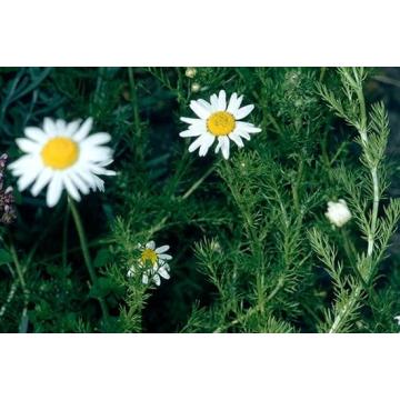 Buy Chamomile ( Matricaria chamomilla ) Plant