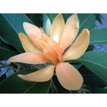 Buy Magnolia Fuskata Plant , Small Champa Plant 