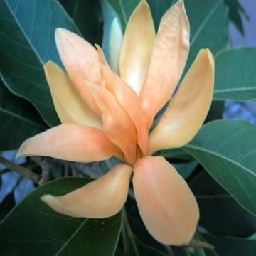 Buy Magnolia Fuskata Plant , Small Champa Plant 