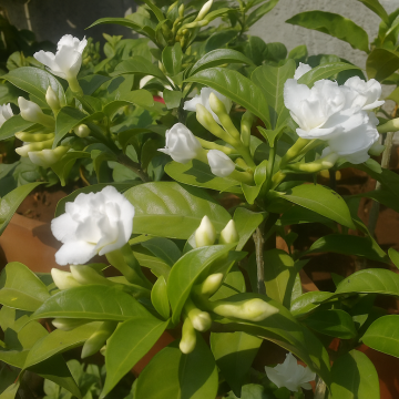 Tabernaemontana Divaricata  , Carnation Of India ( Chandni ) Plant 