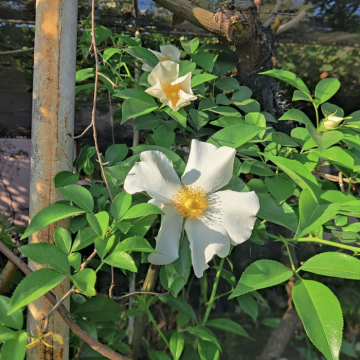 Cherokee Rose, White Climbing Rose Plant