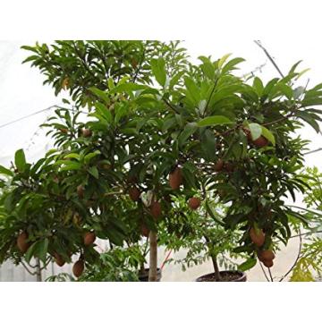 Manilkara Zapota , Chikoo Seeds - 20 Seeds Pack