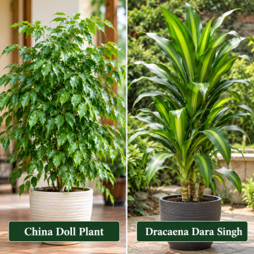 China Doll And Dracaena Dara Singh Combo