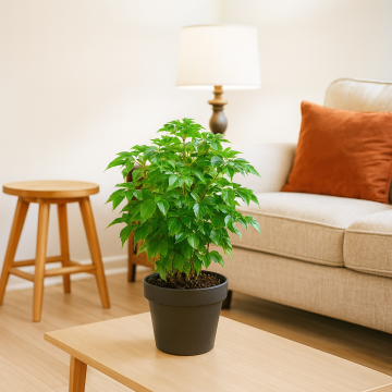 Buy Radermachera, China Doll Plant