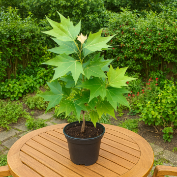 Buy Platanus Orientalis, Chinar Plant In India